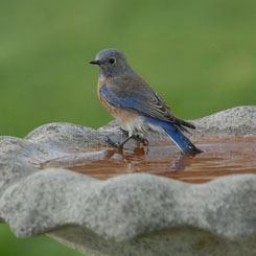 Vogeldrinkschalen beton