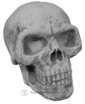 Doodshoofd schedel beeld