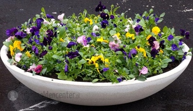plantenschaal